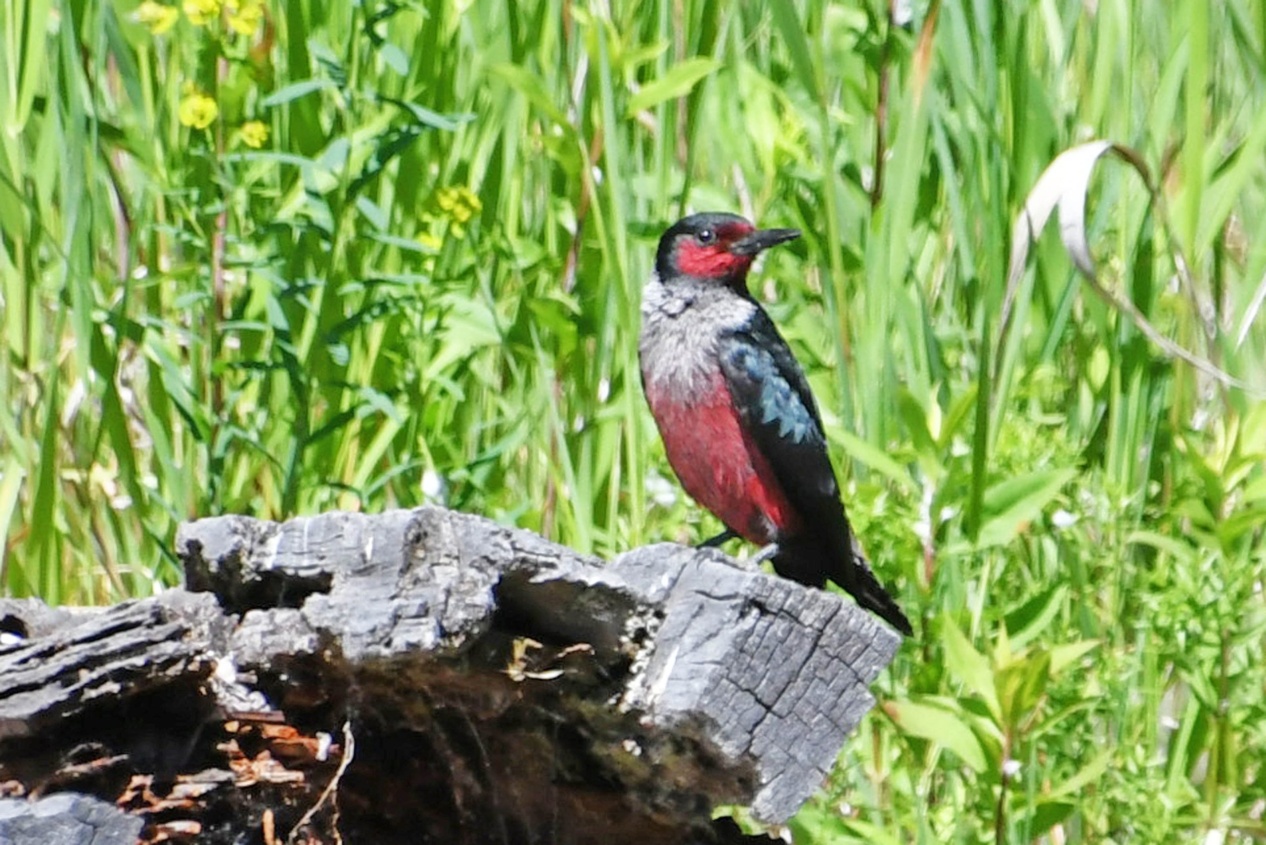 Birding Excursion